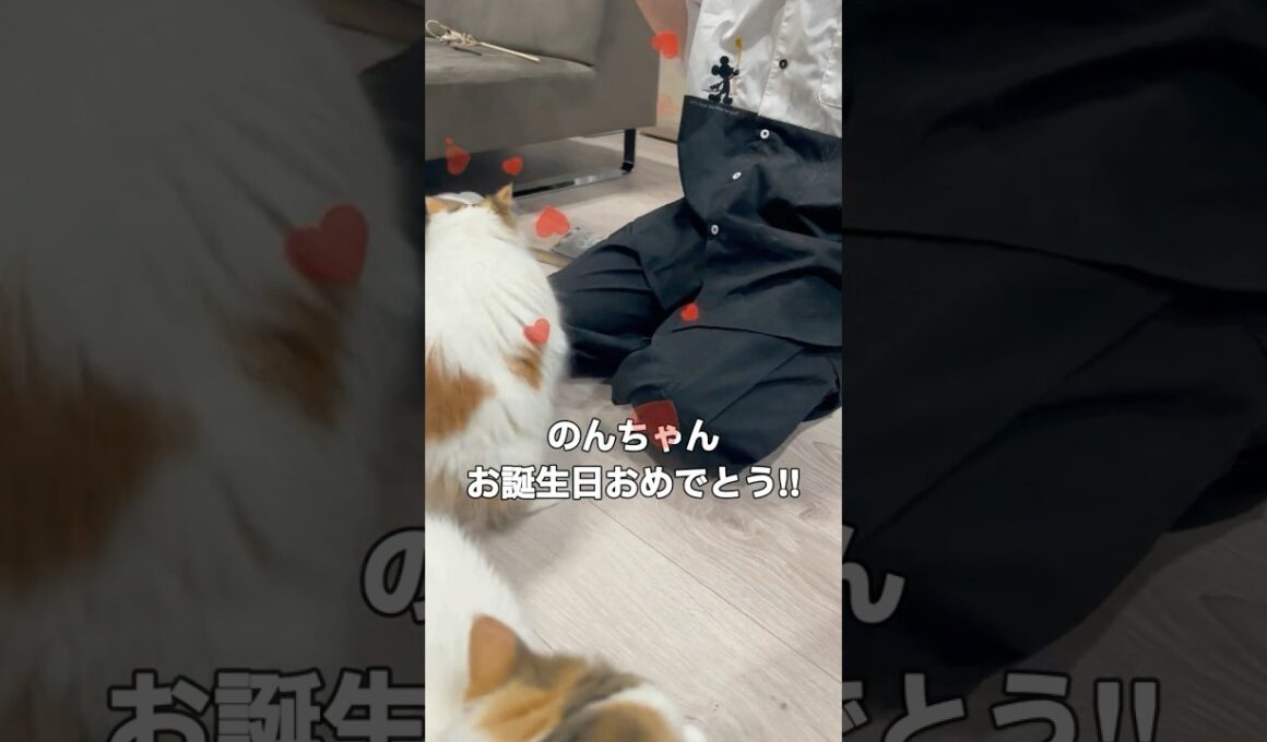 お誕生日おめでとうのはずが... #cat #猫 #ねこ #マンチカン