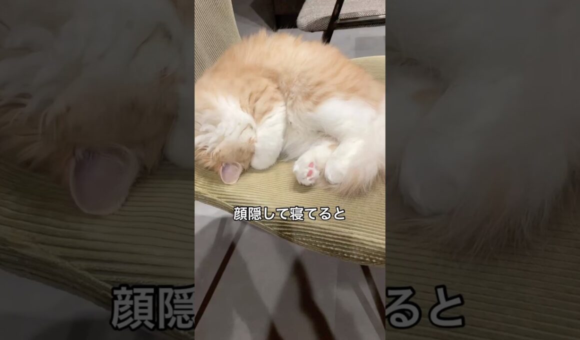 いつも寝方可愛すぎる猫♡ #cats #立ち耳スコティッシュフォールド