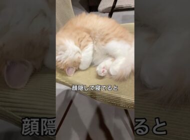 いつも寝方可愛すぎる猫♡ #cats #立ち耳スコティッシュフォールド
