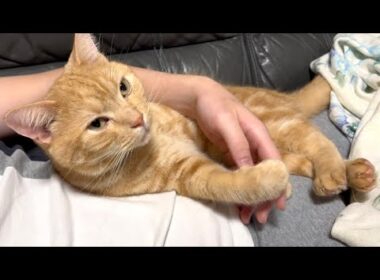 飼い主の上で甘えたい猫がこうなってしまいました