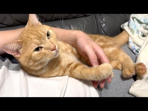 飼い主の上で甘えたい猫がこうなってしまいました