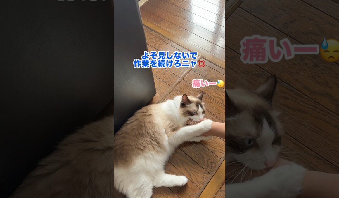 怠けたらすぐ体罰の激ヤバ監視猫　#猫 #ラグドール #shorts