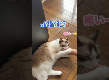 怠けたらすぐ体罰の激ヤバ監視猫　#猫 #ラグドール #shorts