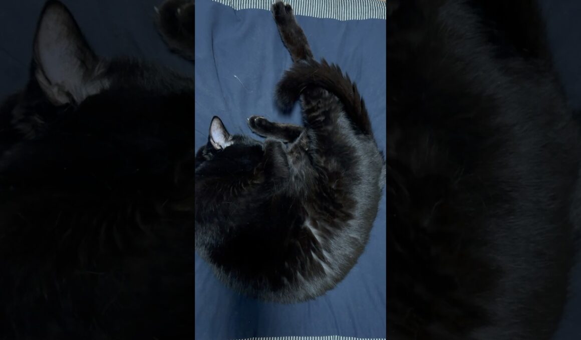 すやすやにゃ　#shorts