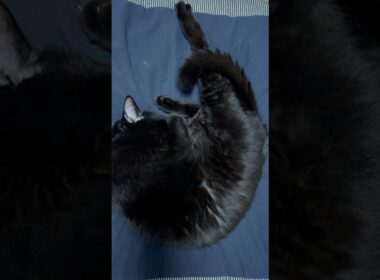 すやすやにゃ　#shorts