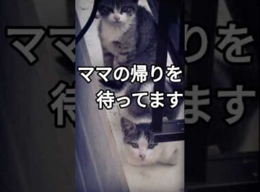 夕暮れ時に母猫の帰りを待つ子猫たち