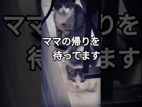 夕暮れ時に母猫の帰りを待つ子猫たち
