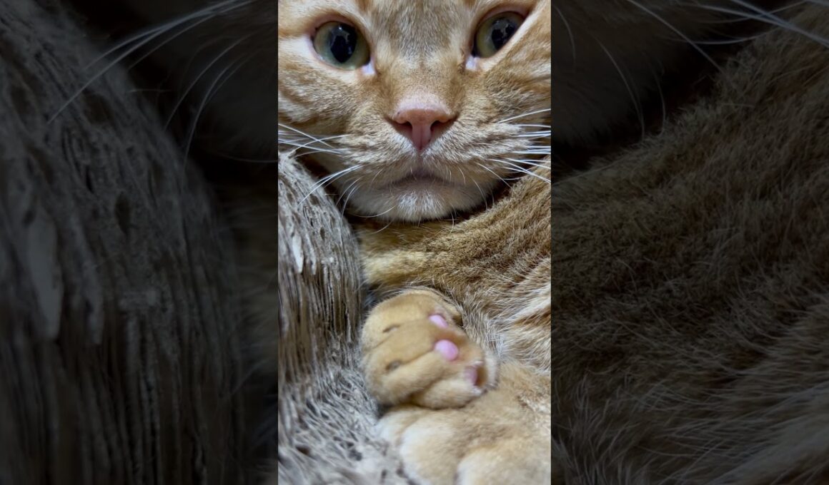 2025年9月1日#猫#猫のいる暮らし #ねこ#猫好きさんと繋がりたい #マンチカン#cats