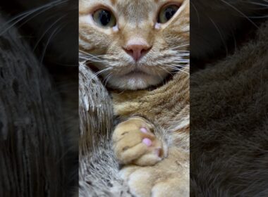 2025年9月1日#猫#猫のいる暮らし #ねこ#猫好きさんと繋がりたい #マンチカン#cats