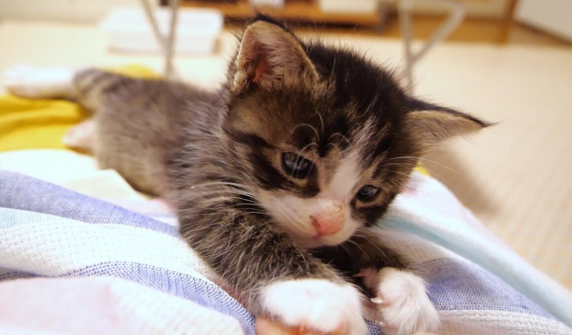 ママのお膝で寛ぐ子猫がそっと膝の上を譲るのでした。【赤ちゃん猫　保護猫】