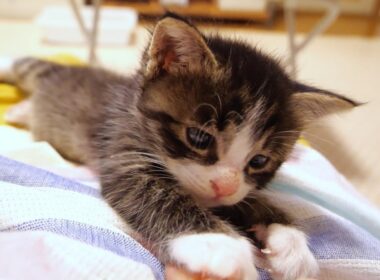 ママのお膝で寛ぐ子猫がそっと膝の上を譲るのでした。【赤ちゃん猫　保護猫】