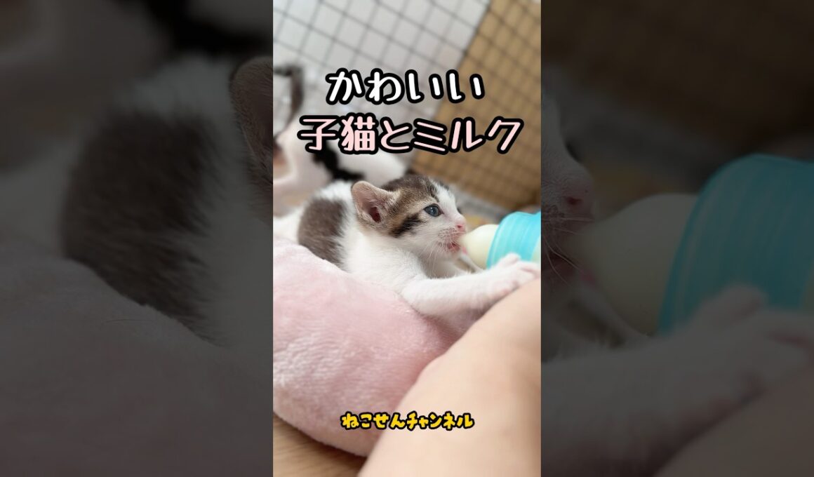 【投げ捨てられた子猫】ミルクに夢中な子猫🥰 | ねこせん