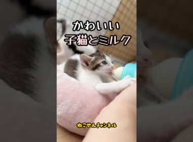 【投げ捨てられた子猫】ミルクに夢中な子猫🥰 | ねこせん