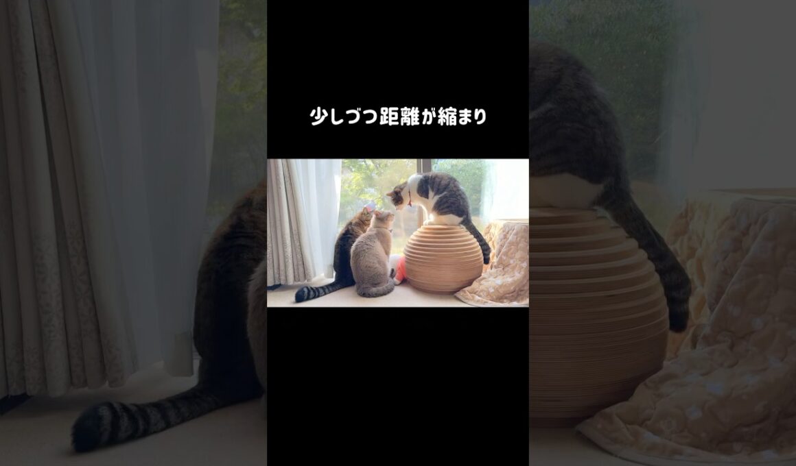 人見知りならぬ猫見知りの猫ピーチ🐱庭に現れた猫と仲良くなるためコミュ力鍛えてます（笑）#shorts
