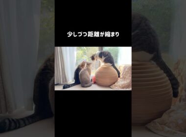 人見知りならぬ猫見知りの猫ピーチ🐱庭に現れた猫と仲良くなるためコミュ力鍛えてます（笑）#shorts