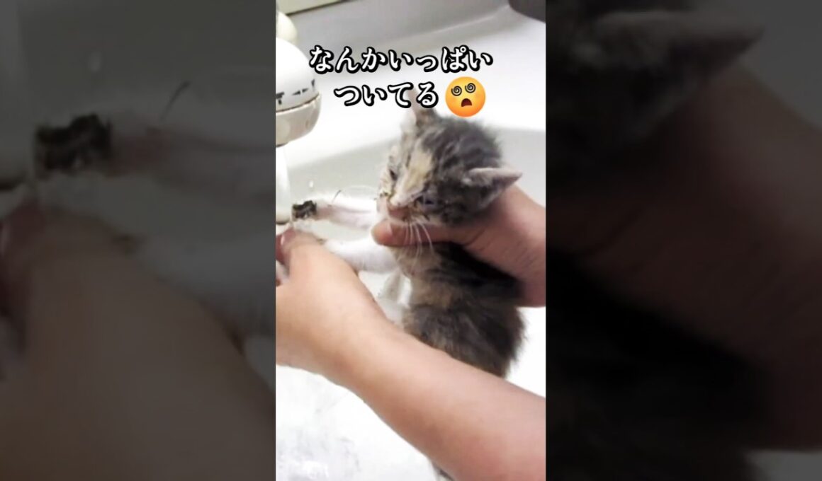 子猫はじめてのシャンプー #cat #子ネコ#シャンプー