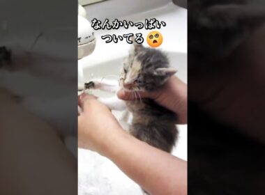 子猫はじめてのシャンプー #cat #子ネコ#シャンプー
