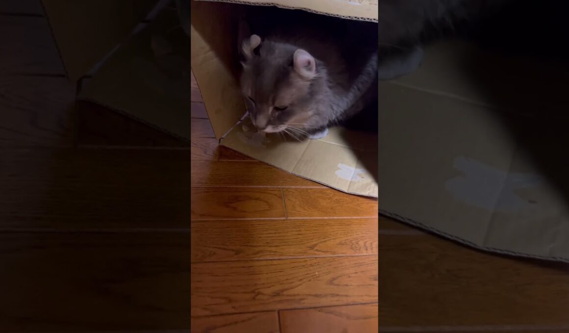 素敵な家2 #ねこ動画 #アメリカンカール #catshorts