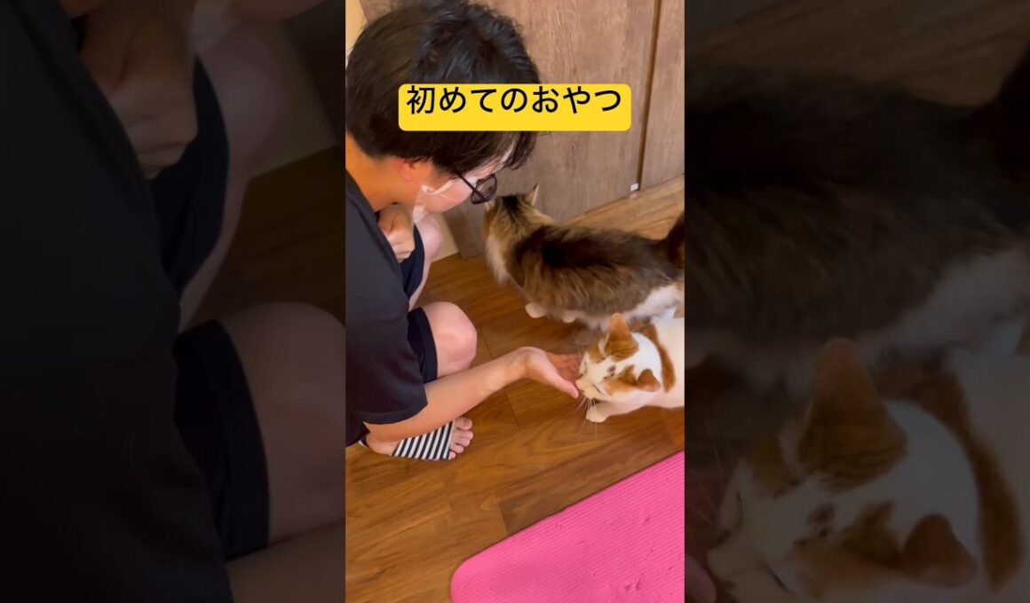 「おかわり頂戴！」#日本猫 #cat #保護猫 #norwegianforestcat #ねこ #ノルウェージャンフォレストキャット