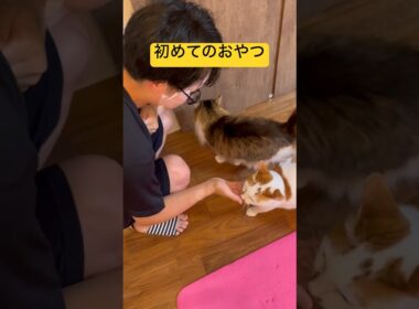 「おかわり頂戴！」#日本猫 #cat #保護猫 #norwegianforestcat #ねこ #ノルウェージャンフォレストキャット