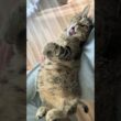 #719 見よ！脱力感のまろん #子猫 まろん（まろたん）2023.11.1生まれミックス 女の子 1歳9ヶ月