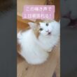 毎日の栄養補給に！ #チオビタ 代わり #メインクーン #猫 #猫のいる暮らし#cat #mainecoon #catlover​  #catshorts​ #fyp​