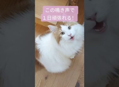 毎日の栄養補給に！ #チオビタ 代わり #メインクーン #猫 #猫のいる暮らし#cat #mainecoon #catlover​  #catshorts​ #fyp​