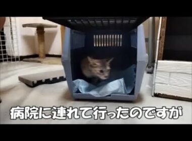 【保護猫】子猫を病院に連れて行ったのですが…