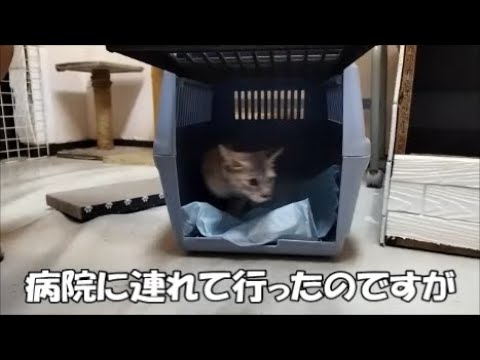 【保護猫】子猫を病院に連れて行ったのですが…