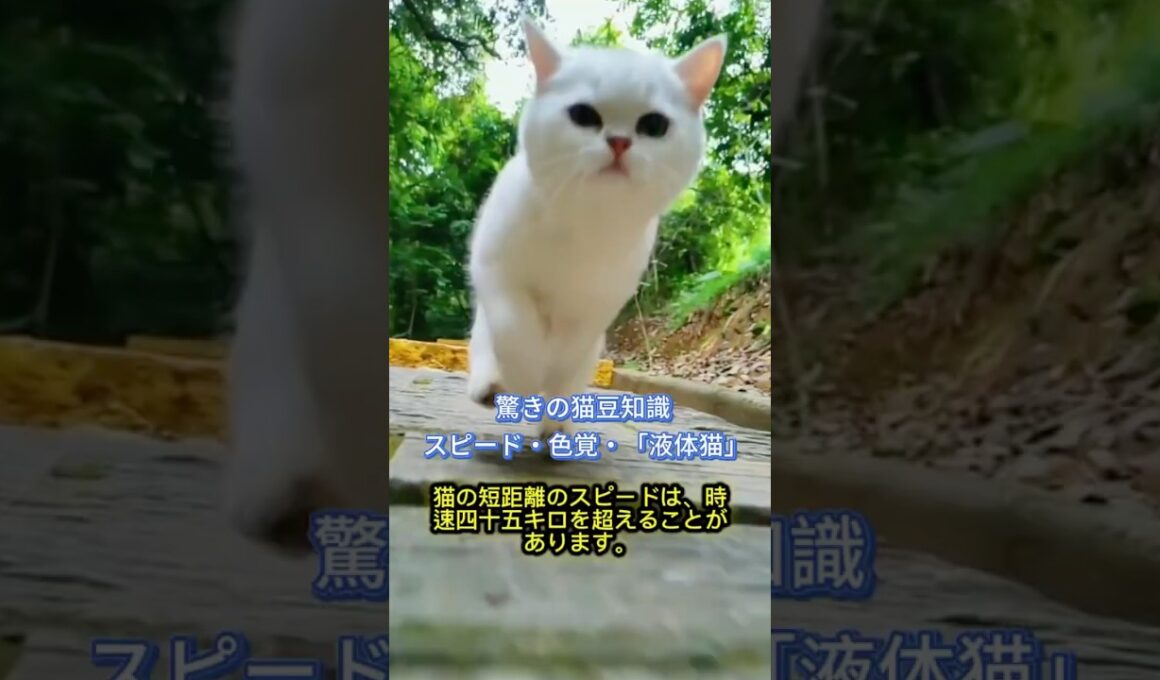 猫の科学的な秘密 | スピード・視覚・液体猫#猫豆知識 #猫 #ペット知識 #猫の科学 #猫好き #猫の秘密 #猫のいる暮らし #猫好きさんと繋がりたい