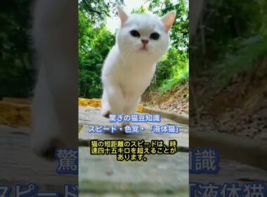 猫の科学的な秘密 | スピード・視覚・液体猫#猫豆知識 #猫 #ペット知識 #猫の科学 #猫好き #猫の秘密 #猫のいる暮らし #猫好きさんと繋がりたい