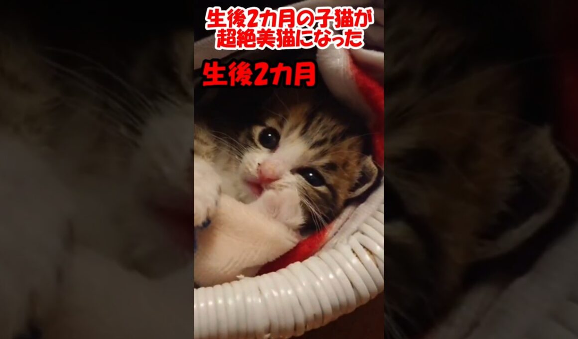 生後2カ月の子猫が超絶美猫になった #保護猫
