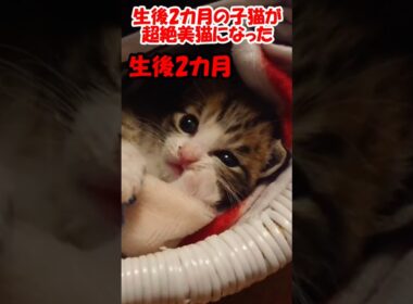 生後2カ月の子猫が超絶美猫になった #保護猫