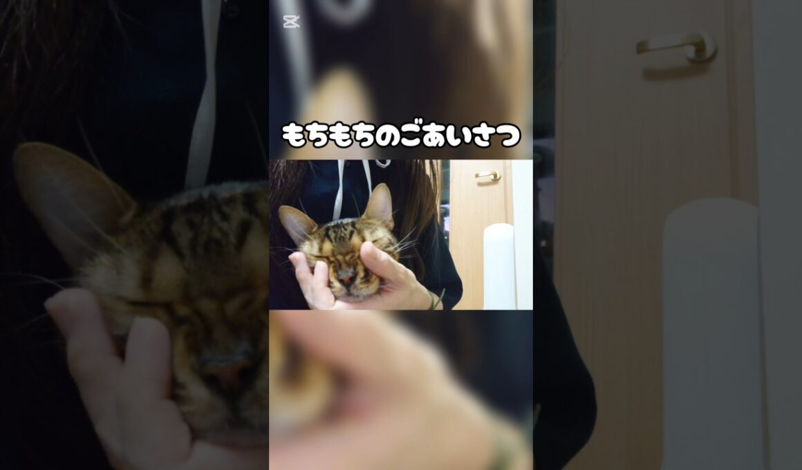 もちもちのごあいさつ #猫 #猫動画 #猫のいる暮らし #ベンガル #cat #fyp #shorts #short