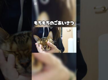 もちもちのごあいさつ #猫 #猫動画 #猫のいる暮らし #ベンガル #cat #fyp #shorts #short