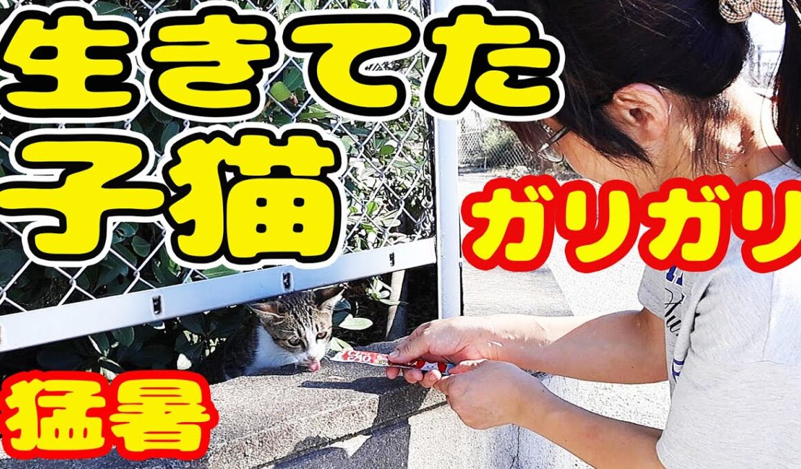【子猫 生きてた】腹ペコで鳴き叫ぶ子猫にボランティアさんの行動が・・・
