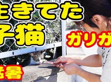 【子猫 生きてた】腹ペコで鳴き叫ぶ子猫にボランティアさんの行動が・・・