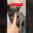 流石に怒られた猫#ロシアンブルー #猫