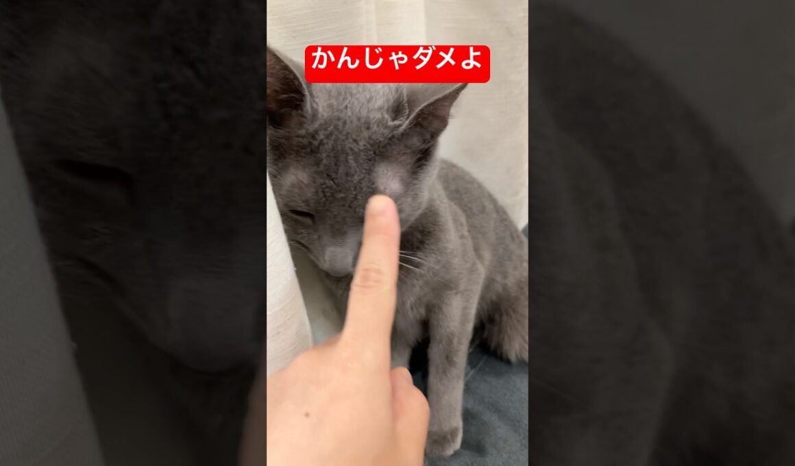 流石に怒られた猫#ロシアンブルー #猫