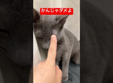 流石に怒られた猫#ロシアンブルー #猫