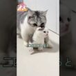 今日も子猫を預けに来た母猫と、すっかりベビーシッターが板についた飼い主さん