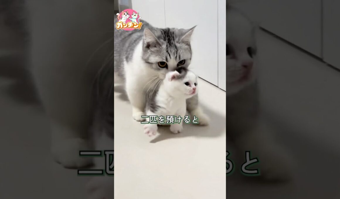 今日も子猫を預けに来た母猫と、すっかりベビーシッターが板についた飼い主さん