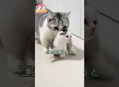 今日も子猫を預けに来た母猫と、すっかりベビーシッターが板についた飼い主さん