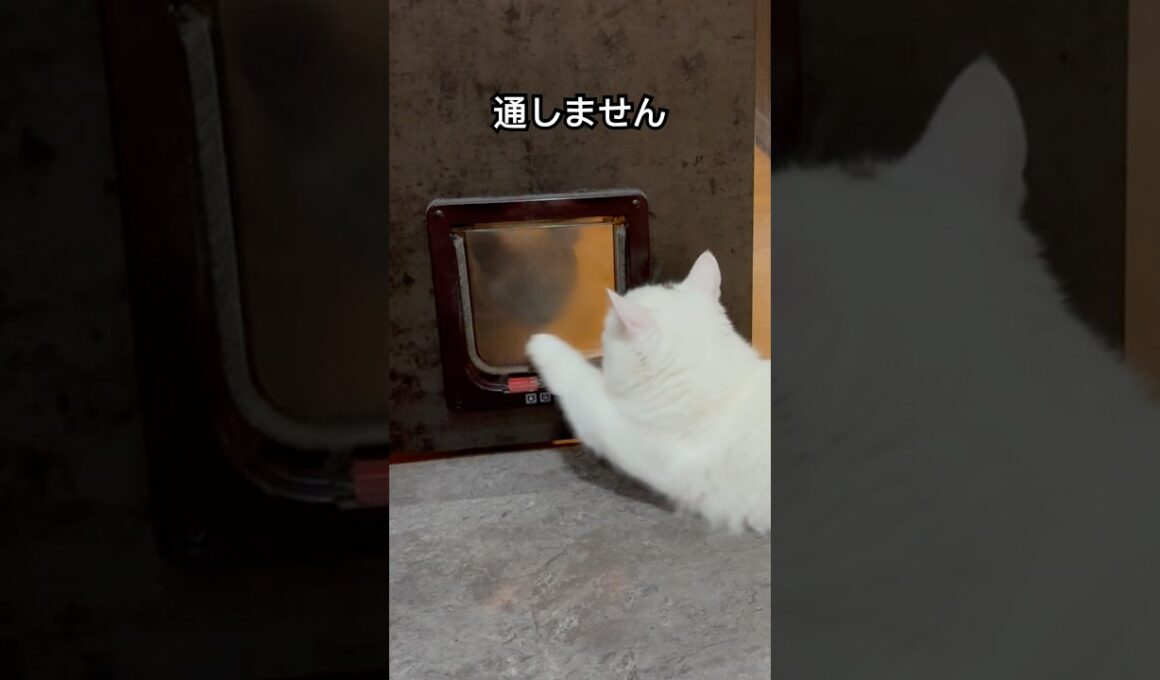 マンチカン| 猫ドアの向こう側は？ [Munchkin]