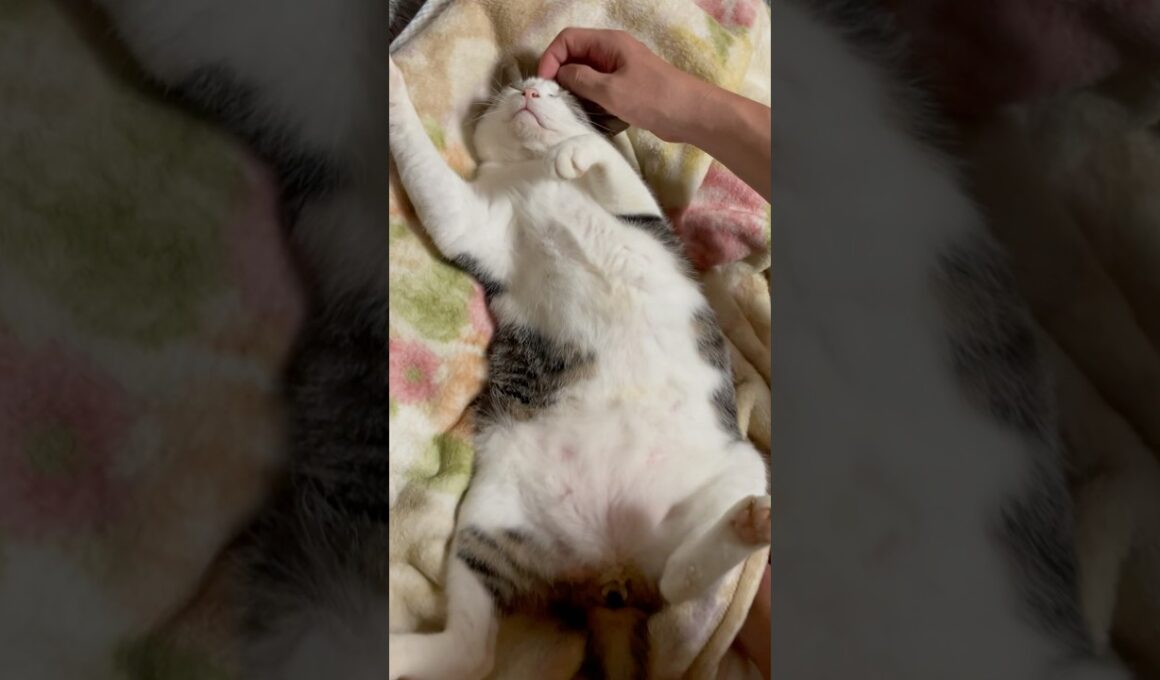 【元野良猫の桜ポコさん】相方の足元で寝るようになったポコさん