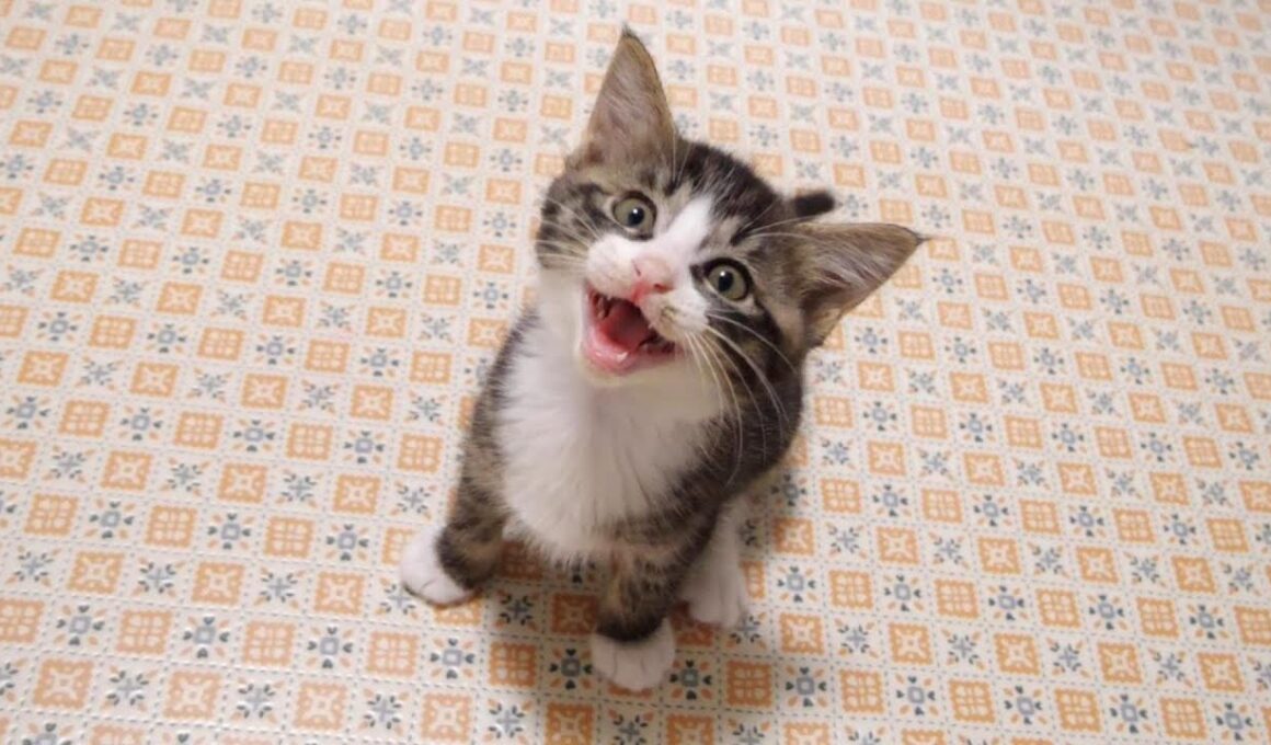 卒業の日、仲良くお水を飲むふたりの子猫【赤ちゃん猫　保護猫】
