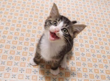 卒業の日、仲良くお水を飲むふたりの子猫【赤ちゃん猫　保護猫】