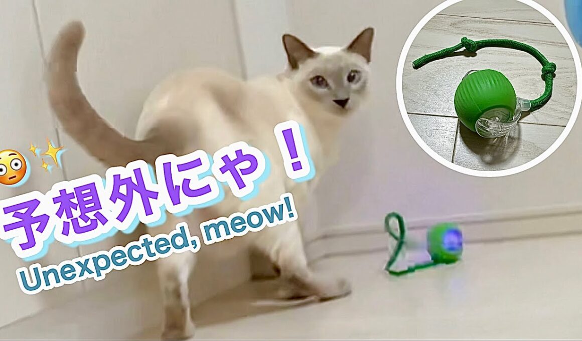 【トンキニーズ】猫に自動で動くボールのおもちゃをプレゼントしたら…予想以上の展開に😳[Tonkinese] Automatic toy ball surprises the cat! 😳