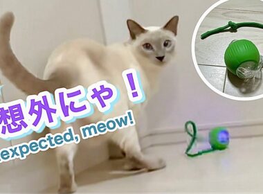 【トンキニーズ】猫に自動で動くボールのおもちゃをプレゼントしたら…予想以上の展開に😳[Tonkinese] Automatic toy ball surprises the cat! 😳