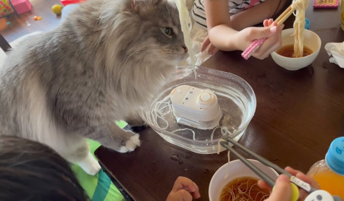 流しそうめんを狙う猫　サイベリアン